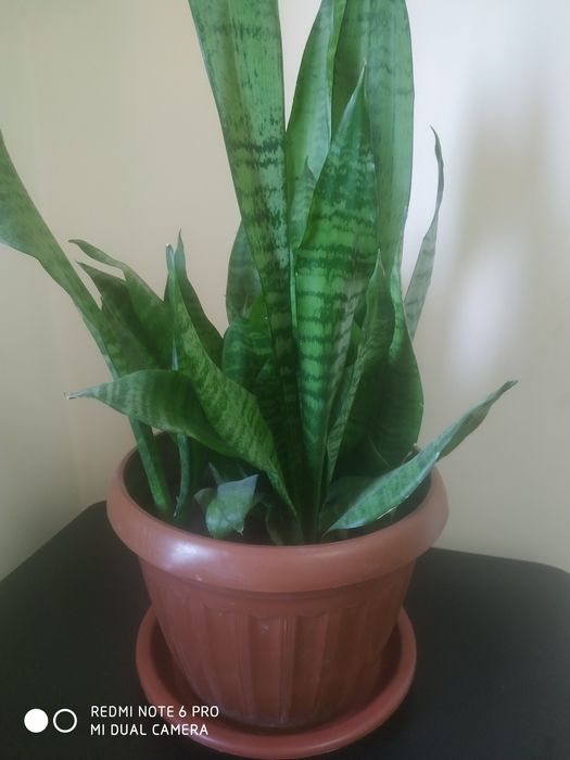 Сансевьера сотилади..