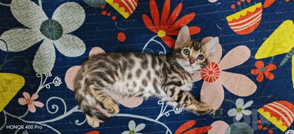 Бенгальские котята