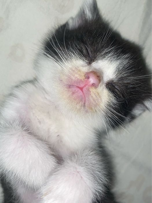 Продаётся Котёнок