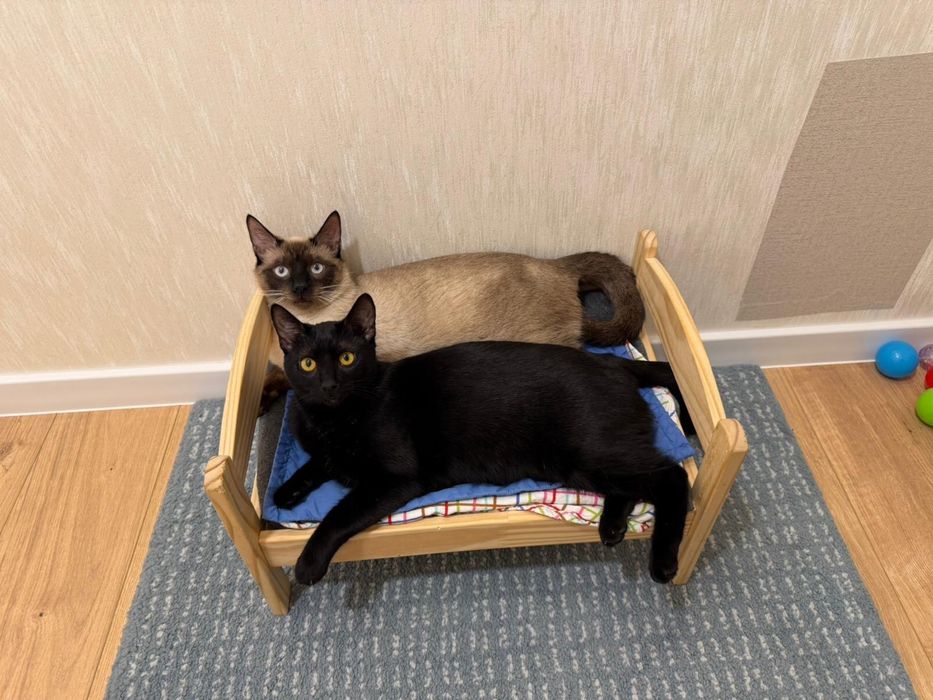 Adoptie responsabila pisoi impreuna