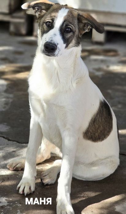 Молодой собаке нужен дом и любящие хозяевв