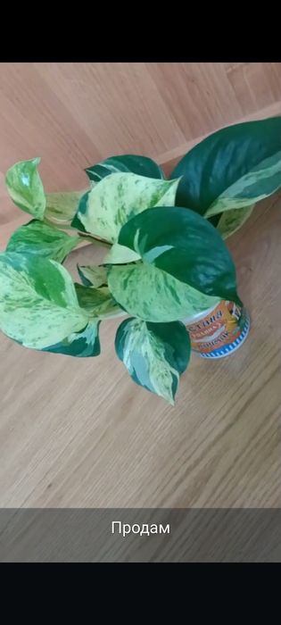 Продам цветы комнатные