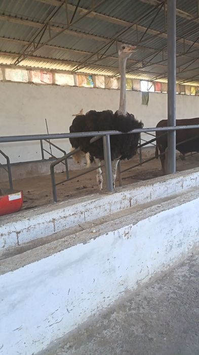 2 ta Tuyaqush sotiladi