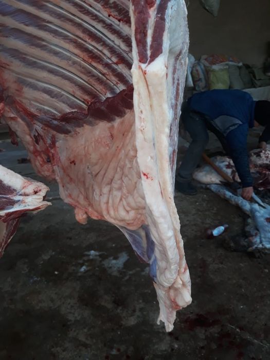 жылқы еті жіліктеп..