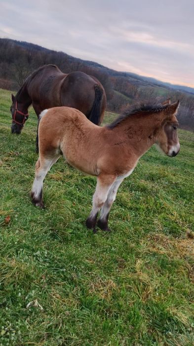 Iapa de vinzare de 8 anu cu minz de 3 luni jumate acte la zi