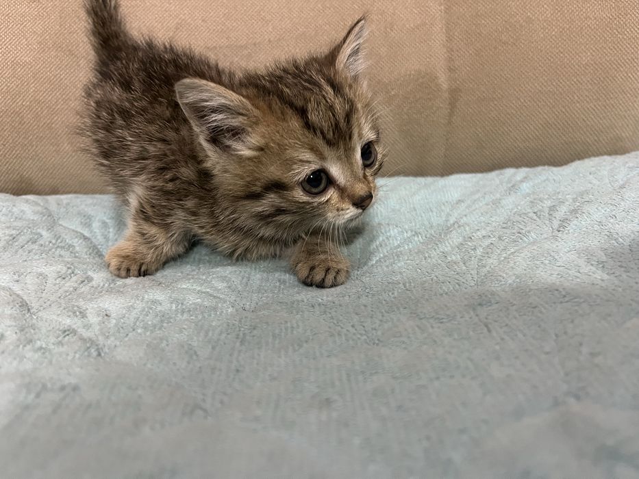 Отдам котят в добрые руки