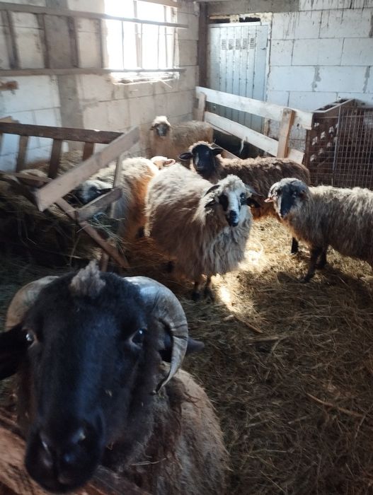 Vând oile din imagine