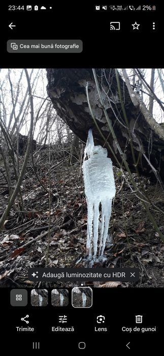 Mesteacan SEVA Mesteacan Stabilizată