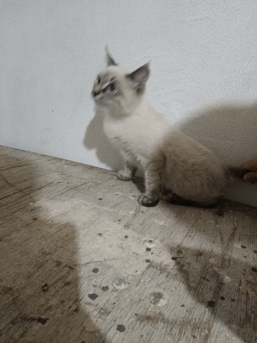 Продам Пародистый кошка мысык