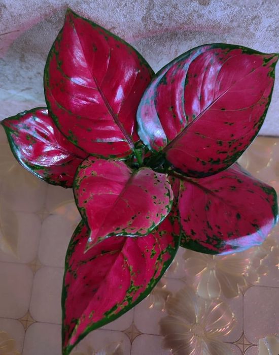 Аглаонемы разных сортов