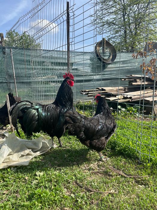 Cocosi australorp negru