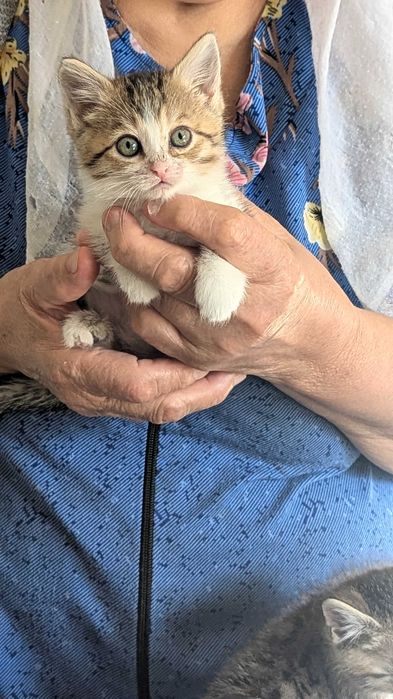 Ищем 4 людей для 4 котят