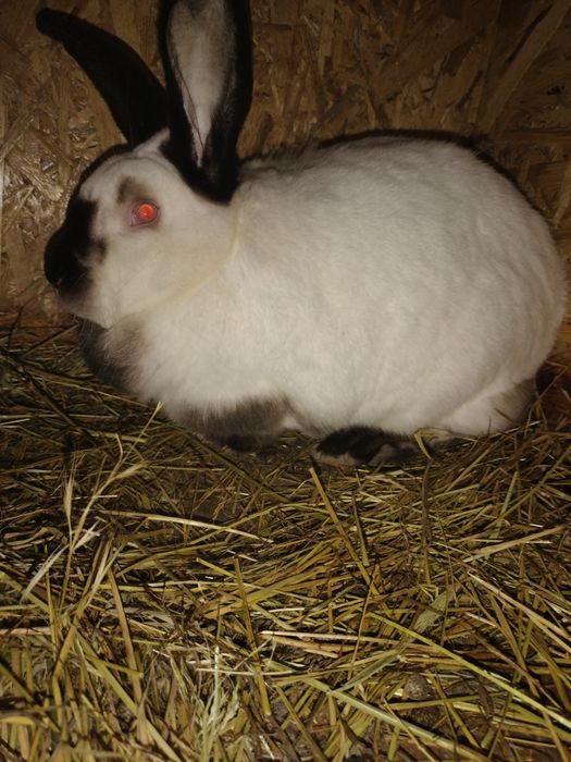 iepuri uriaș german și californieni