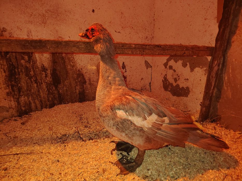 Лаванда еркек сатылады / продаётся самец лаванбы