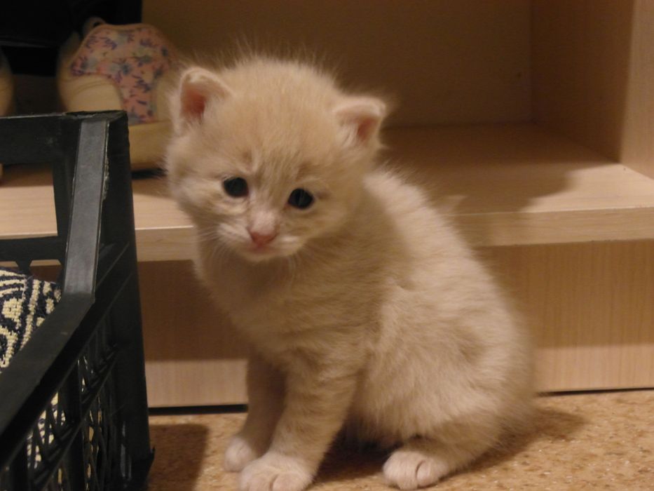 котята