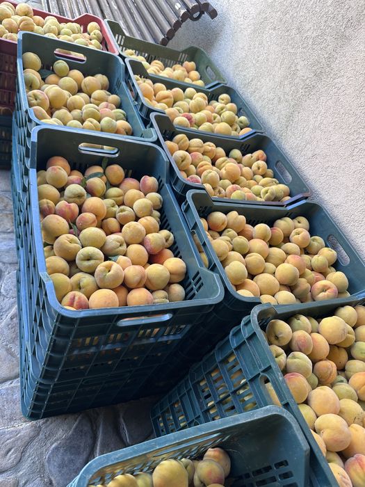 Piersici romanesti