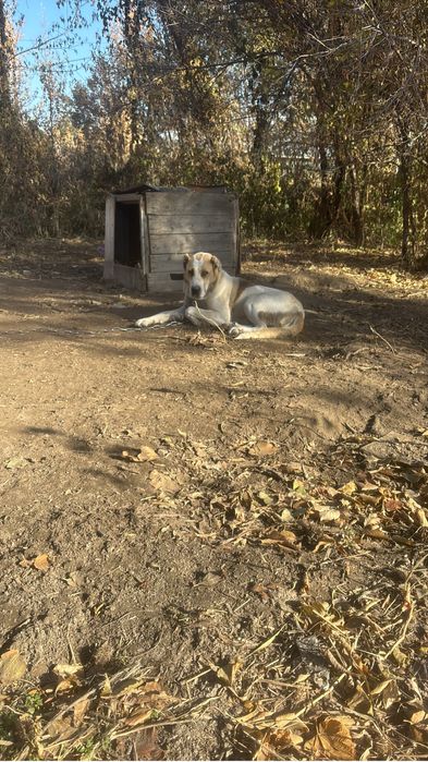 Продам шинки из хороших кровей бойсовый