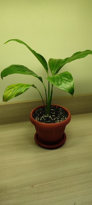 Продам Спатифиллум