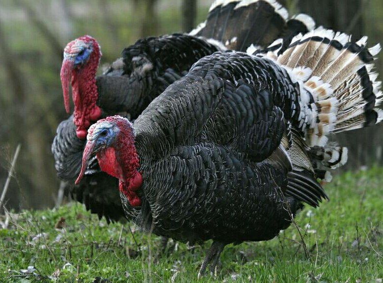 Kurkala sotiladi yangi yilga aksiya bor kurkalaga