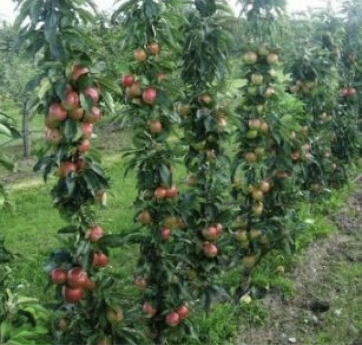 Pomi fructiferi columnari an 2/3/4 direct pe rof