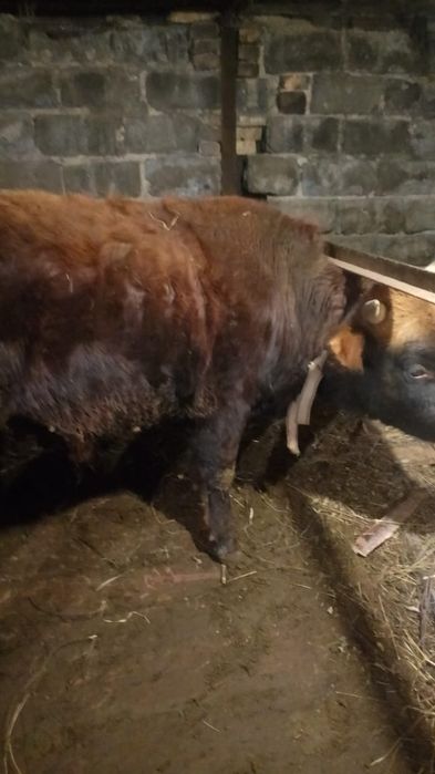 Продам быка крупного 1.9месецев