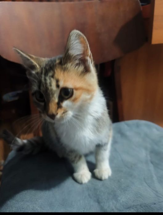 Котенок ищет дом