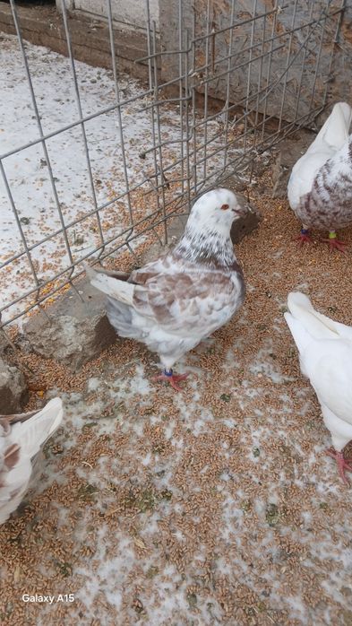 Am de vinzare 4porumbei kingi 2masculi modaini și 1 femela texan