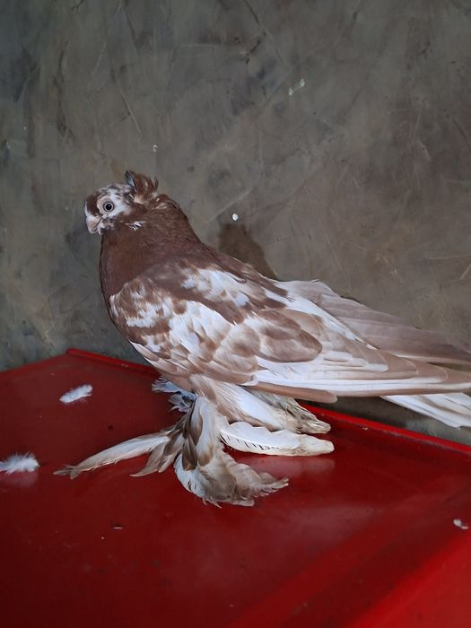 Голуби голуби голуби