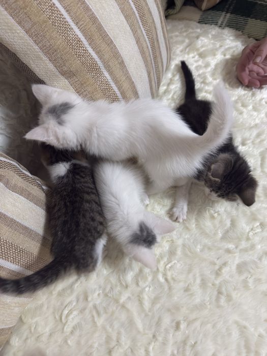 Котят даром. В добрые руки