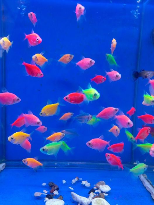 Тернетсия глофиш