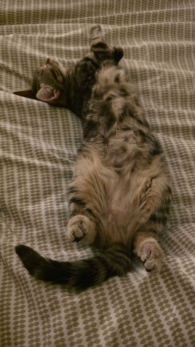 Pisicuță pentru adopție