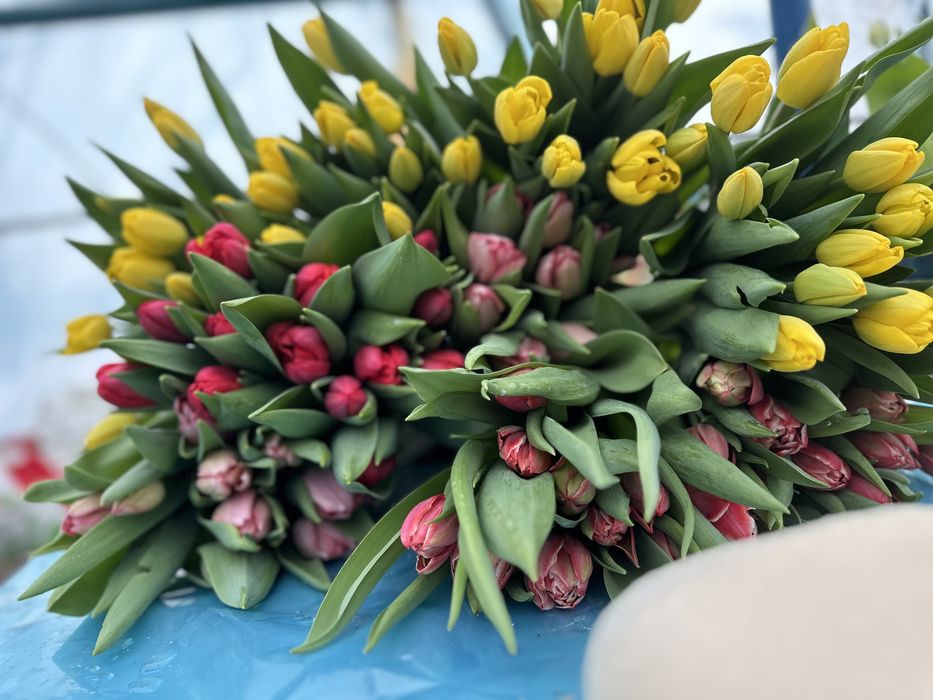 Тюльпаны оптом и в розницу