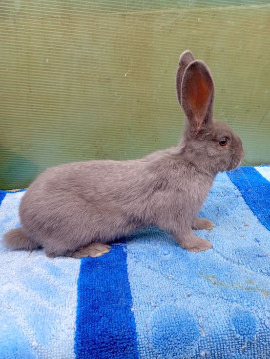 Femelută fluture albastru