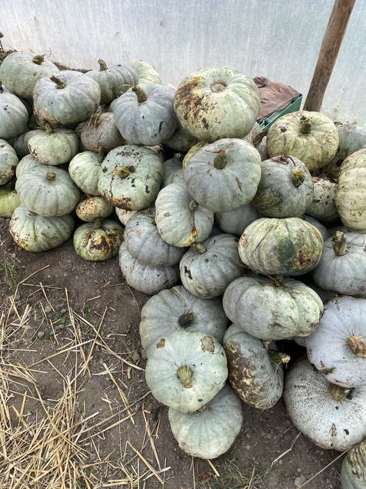 Dovleac pentru animale