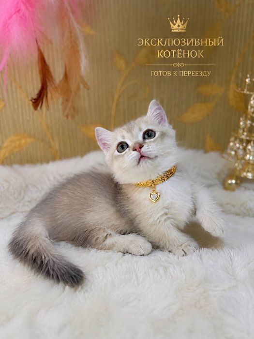 Продаю элитного котенка Манчкин