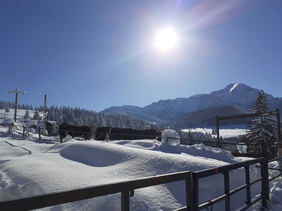 Vand armasari, iepe,manji. sau schimb cu trasura, tractor. camion,4x4