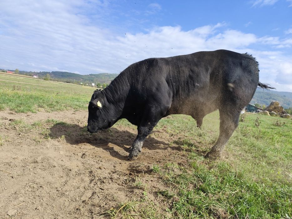 Tauri Aberdeen Angus