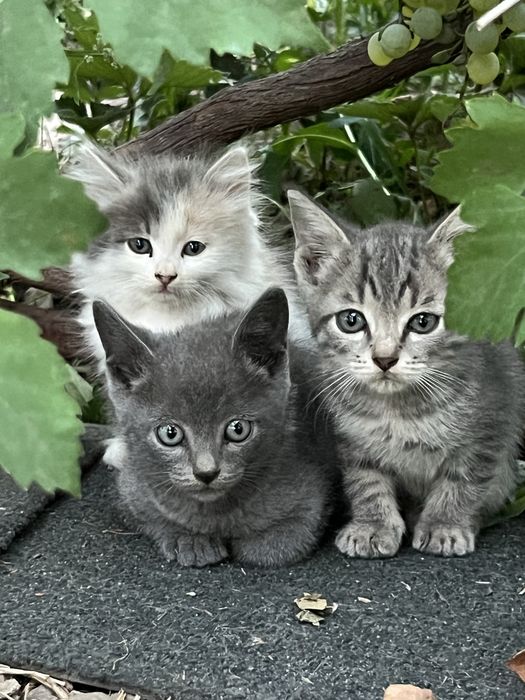 Милейшие котятки