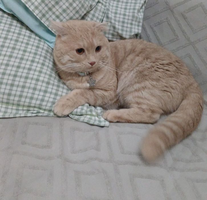 Кот стерилизованный