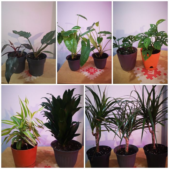 Комнатные растения