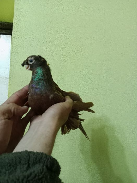 Продам малоносых голубей