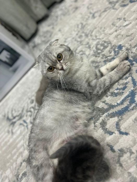 продается котята