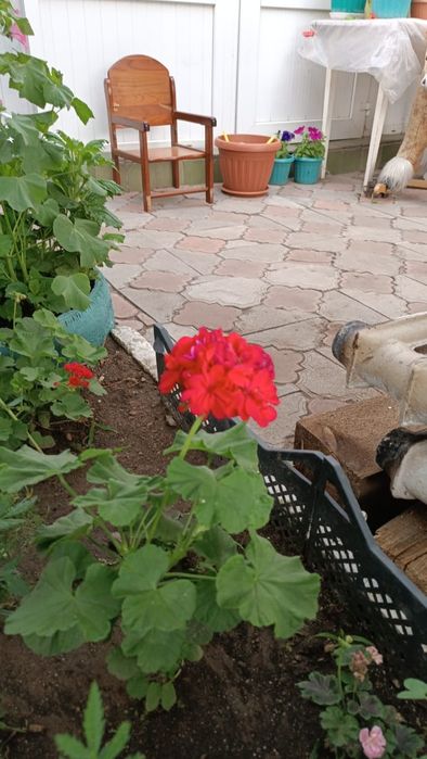 Продам герань от 500