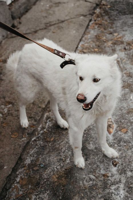 В добрые руки собака