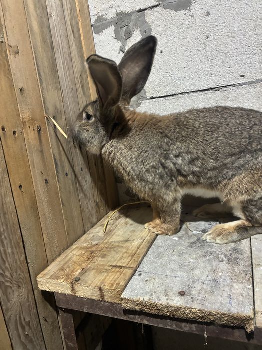 Vand iepuroi urias german