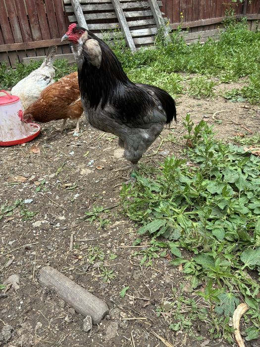 Vand cocos araucana albastru