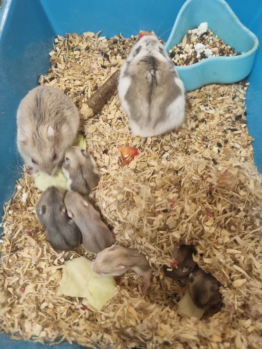 Джунгарские хомячки