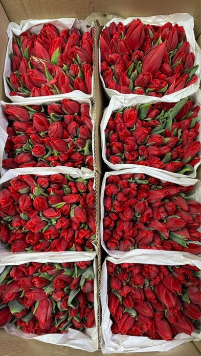 Свежие Тюльпаны оптом