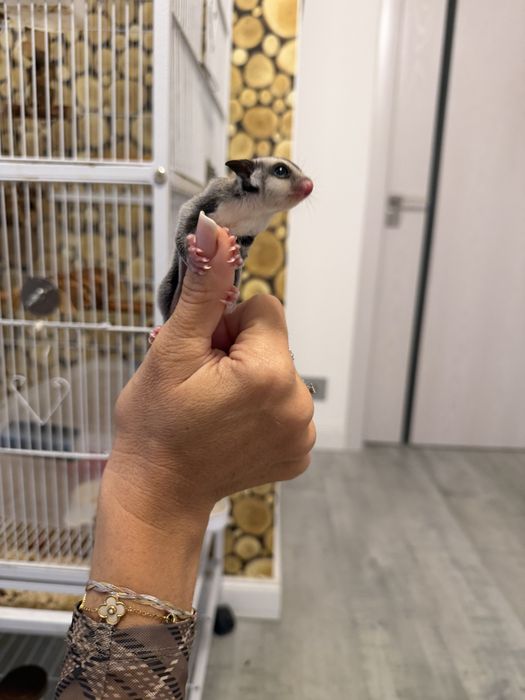 Sugar glider veverita zburatoare