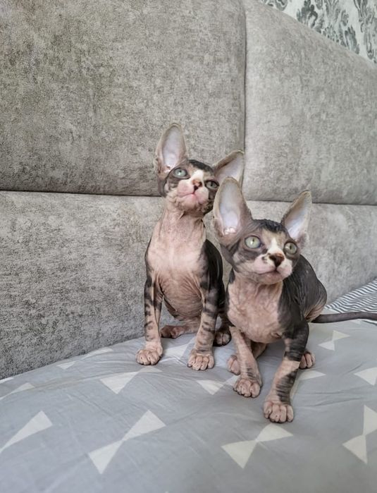 Детки Донские Сфинксы.